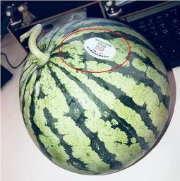 网红全家桶吃瓜,揭秘吃瓜背后的娱乐生态